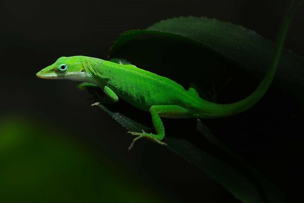 зеленая ящерица ящерица на зеленом листе
