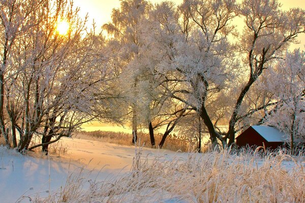 деревья заснеженные зима закат дом