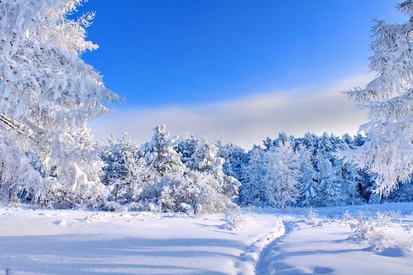 снег зима деревья