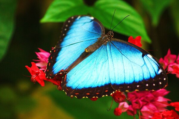 обои Голубая бабочка сидит на цветке морфо morpho
