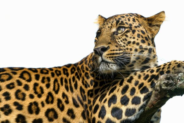 леопард большая кошка хищник пятна