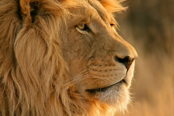 Lion OS