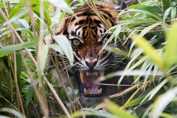 Яростный тигр скрывается в траве