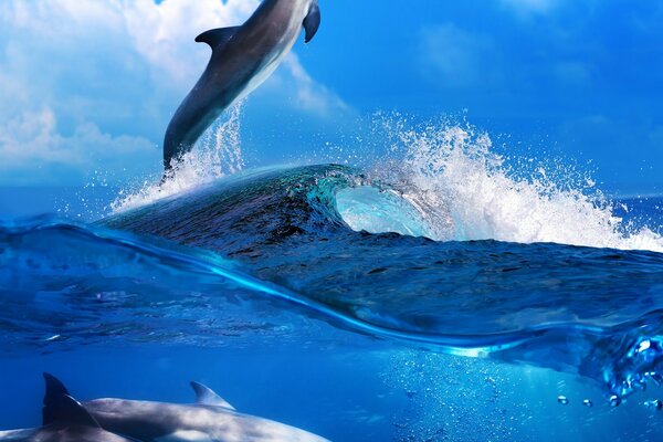 Дельфины над и под водой