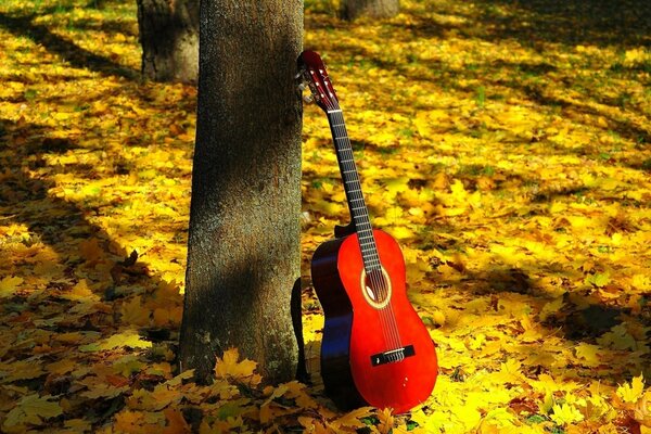 Гитара у дерева