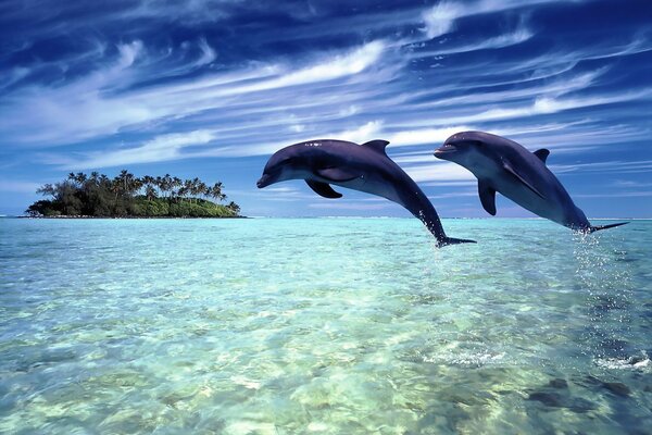Пара дельфинов дружно ныряет в водах океана