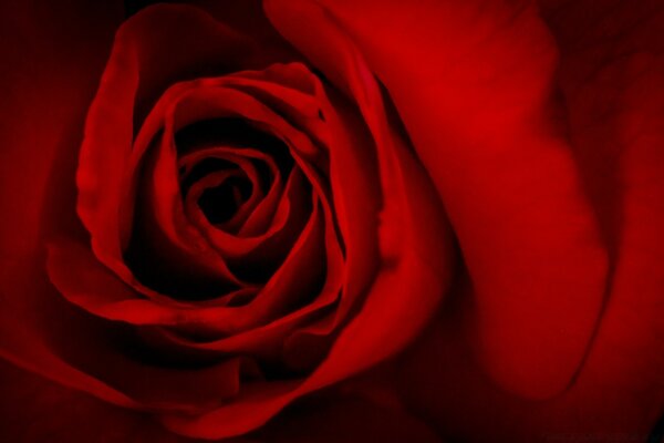 Красная роза день святого валентина