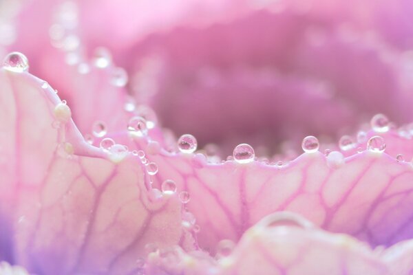 Утренняя роса на розовый цветок