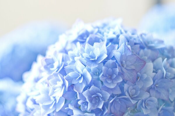 Синий Гортензия цветок