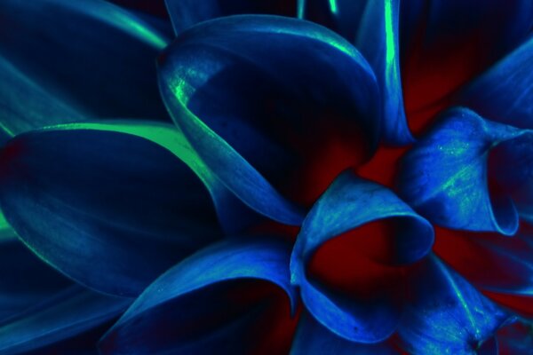 Синий цветок лепестки, макро