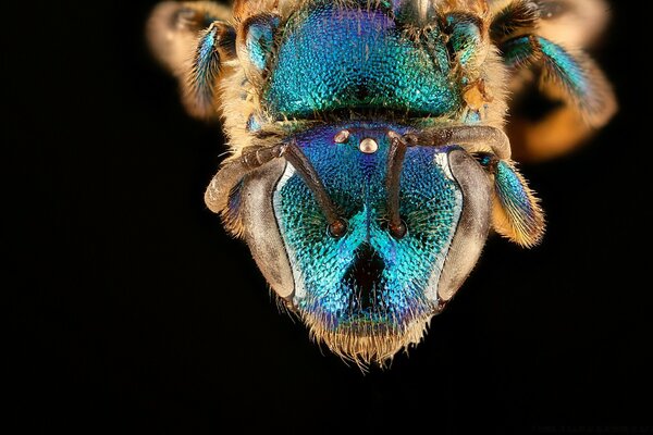 Augochloropsis anonyma синий пчелы макросъемки