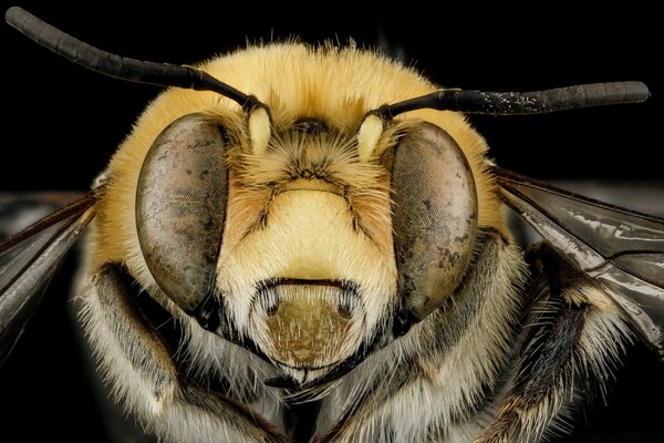 Anthophora affabilis пчелы макросъемки