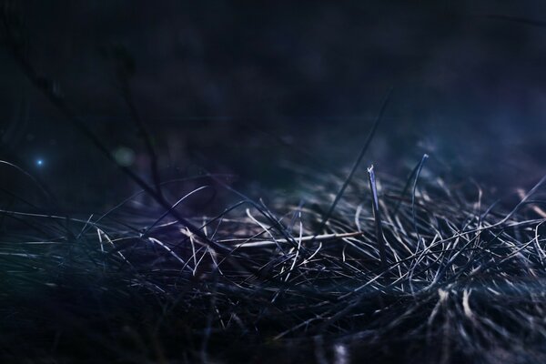 Трава в ночное время