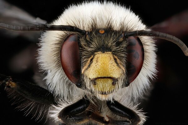 Anthophora bomboides пчелы макросъемки