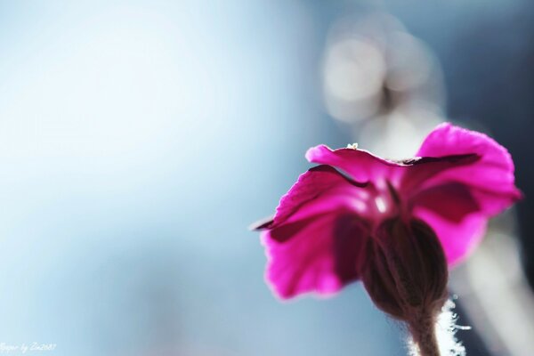 Фиолетовый цветок макрос