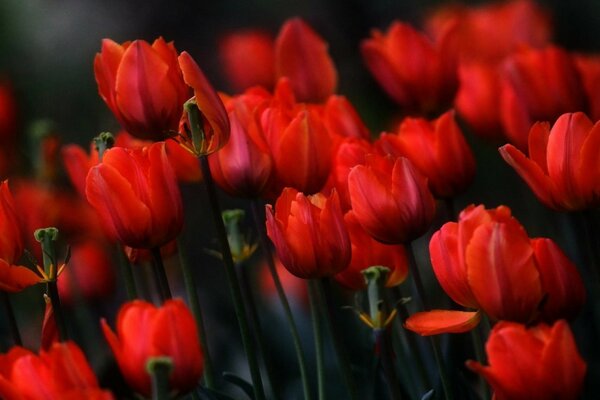 Тюльпаны - цветы любви