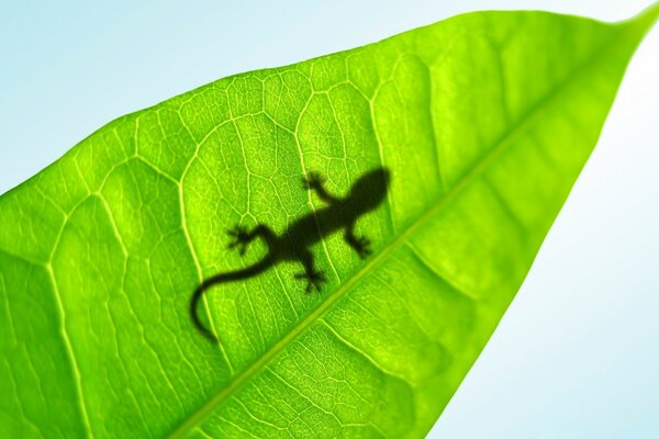 Gecko на листе