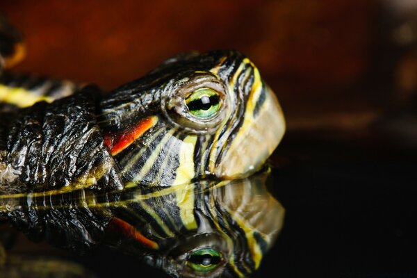 Черепаха отражение