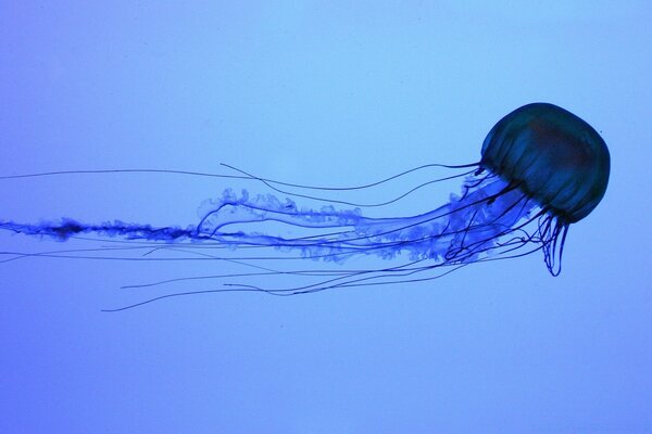 Электрический медузы плавание