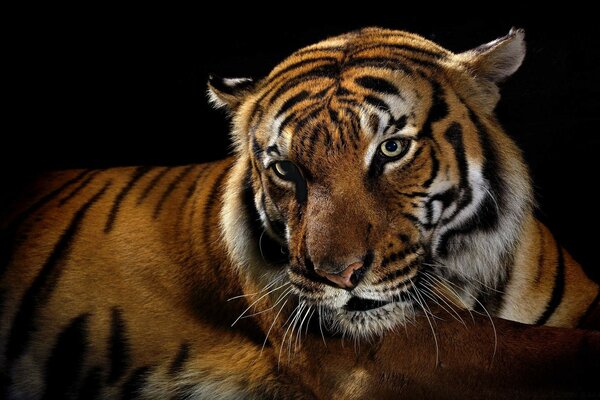Красивая тигр