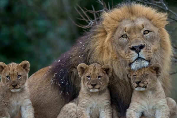 Молодые хищники львы