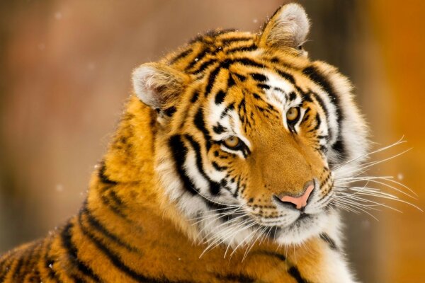 Сибирский тигр диких животных