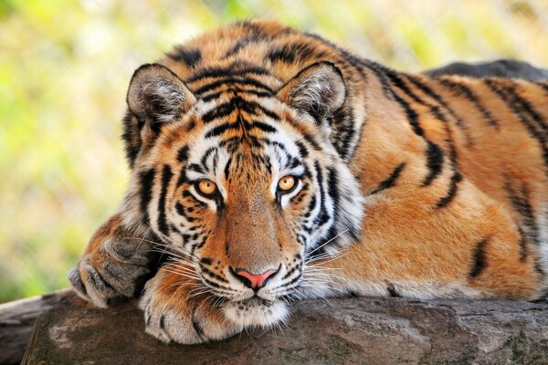 Красивая молодая тигр