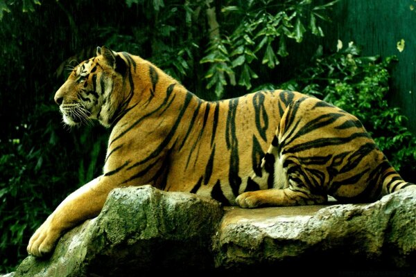 Тигр профиль