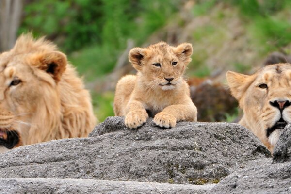 Львы семья