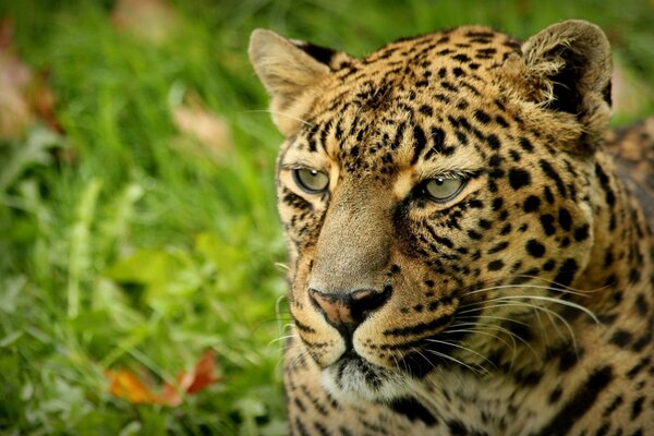 Леопард взгляд