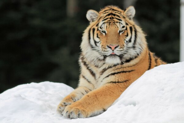 Величественный тигр