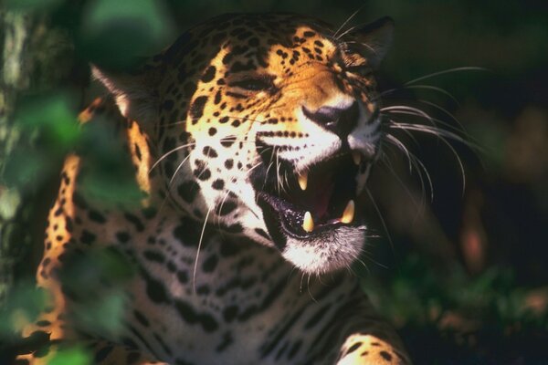 Jaguar рев