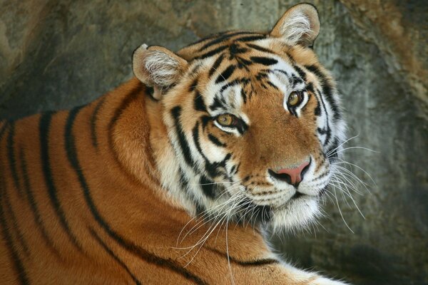 Regal бенгальского тигра