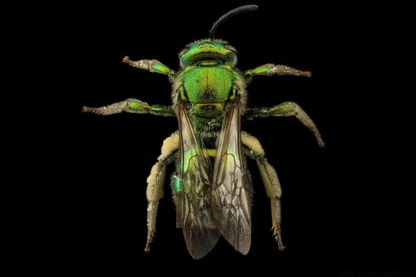 Augochloropsis Metallica зеленый пчела макросъемки