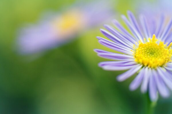 Светло-фиолетовый цветок макро