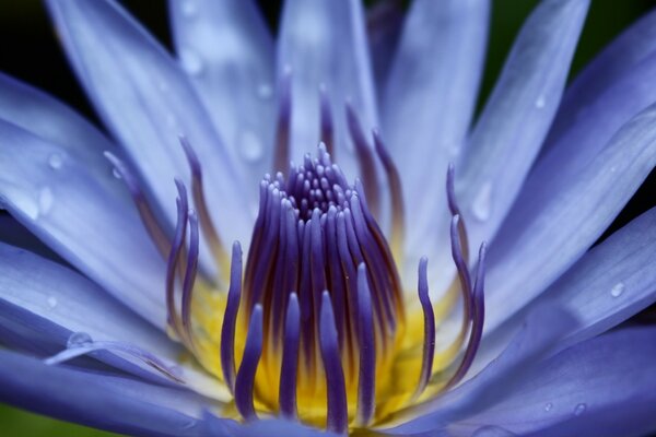 Голубая вода лилии крупным планом