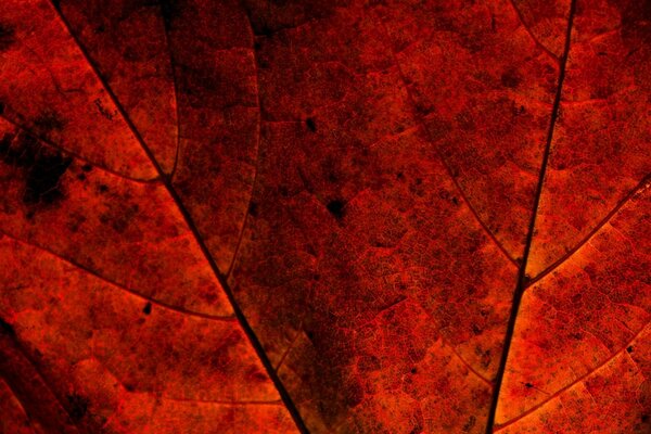Ржавчина цвета листьев