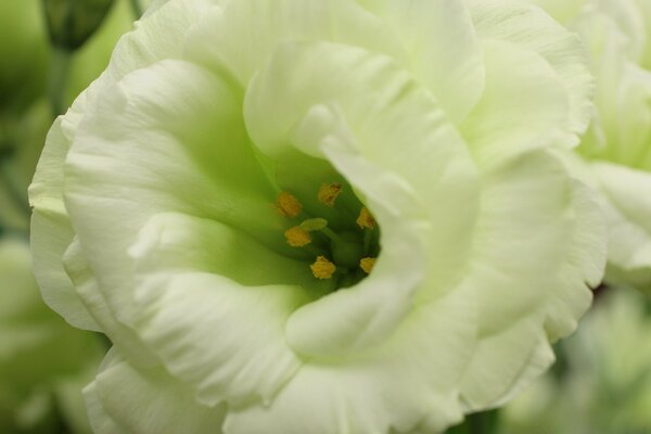 Белый цветок макросъемки