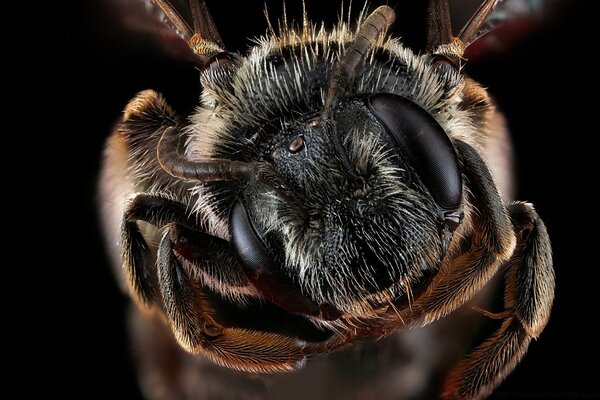 Andrena виргинский пчелы макросъемки