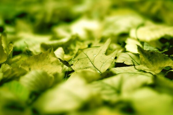 Зеленые листья на земле