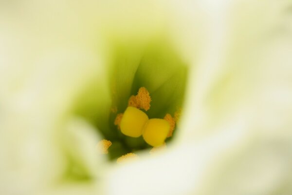 Белый цветок тычинки деталь