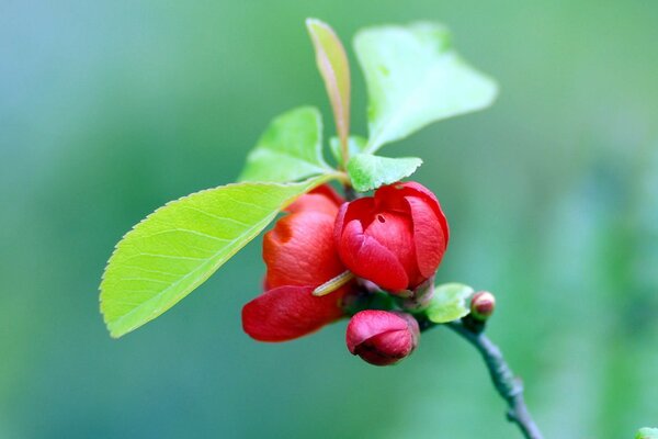 Красный цветок дерево