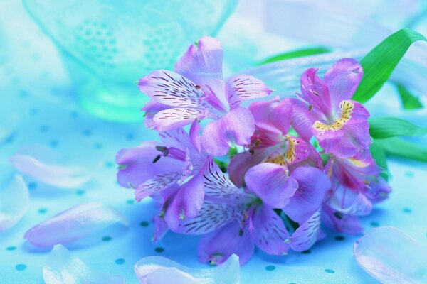 Легкие фиолетовые цветы