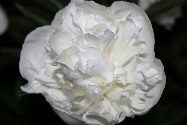 Белая роза, как шелк