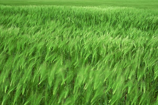 Зеленые поля пшеницы 1