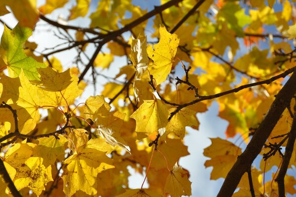 Осенние листья - 4k разрешение - UHD