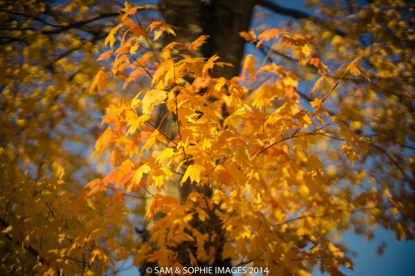 Золотые листья, осень