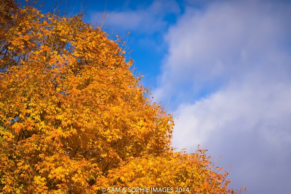 Золотой дерево, голубое небо