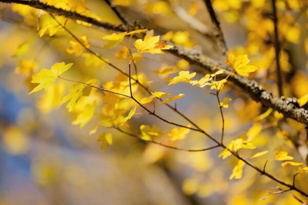 Октябрь желтые листья