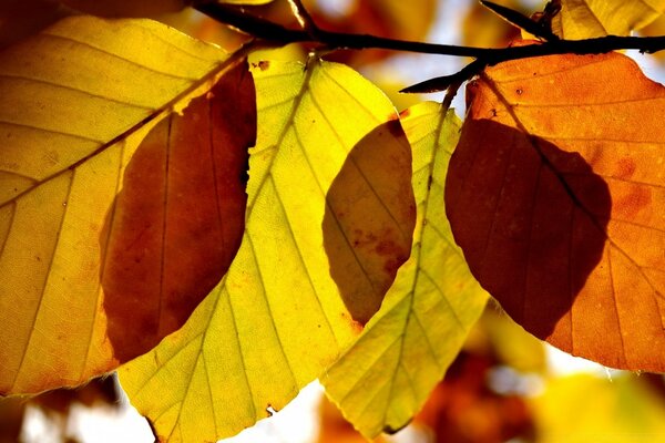 Осенние листья закрыть